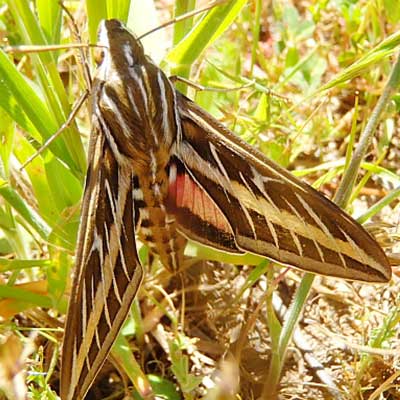 white-lined-sphynx-moth on grass blades