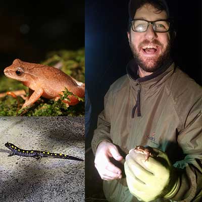 man holds spring peeper frog in gloved hand during the noght amphibina program; close up of wood frog and yellow-spotted salamander