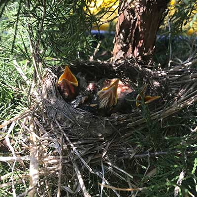 baby-birds-in-nest