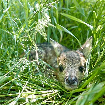 baby-deer