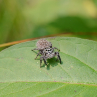 jumping spider on green leaf up close
