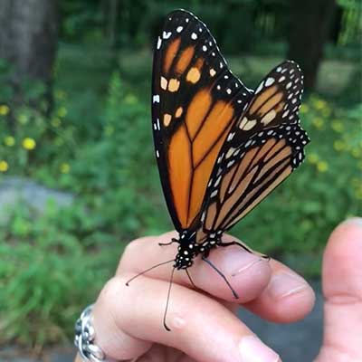 butterfly-in-hand