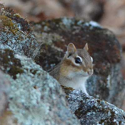 eastern chipmunk peeks out of rocks