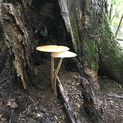 two mushrooms with slender stalks growing from base of a tree