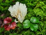 Photograph by Dean Kolts of Coral Fungus and Goldthread