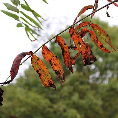 staghorn sumac leaves dying on branch in fall