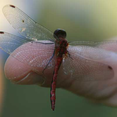 dragonfly up close on a finger