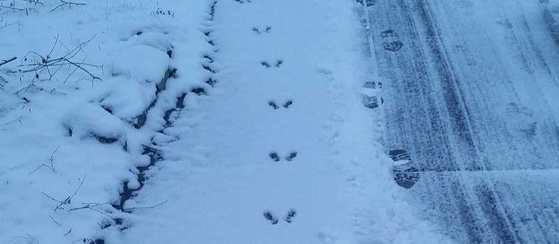 animal and human tracks in snow