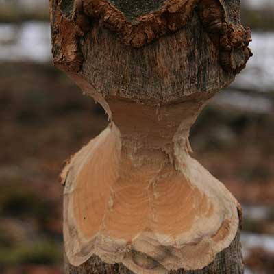 tree that was chewed by a beaver