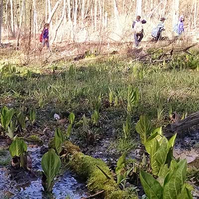 kids walk along a bog discovering spring plants emerging