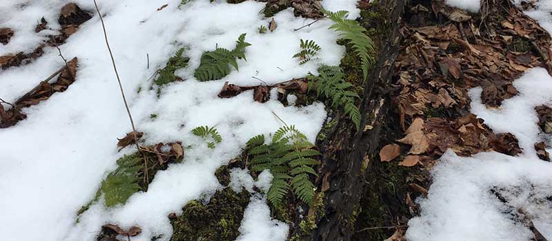 ferns in snow