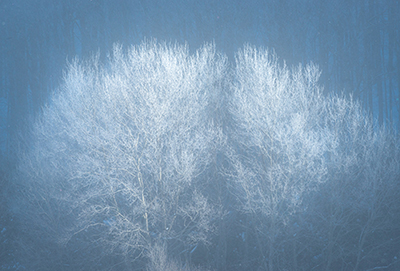Frosted Trees photograph by Chris Murray