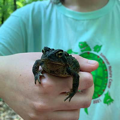 child at summer cam holding an American Toad