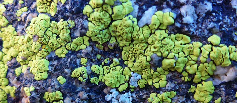 map lichen on a rock