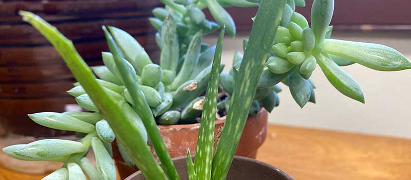 succulent plants in pots
