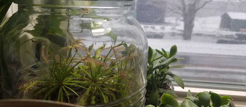succulent plants indoors in winter