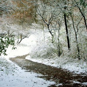 winter scene along the trails of Baltimore Woods