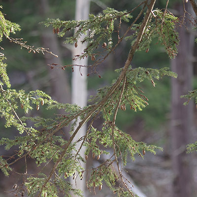 hemlock needles