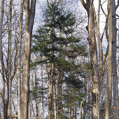 hemlock tree