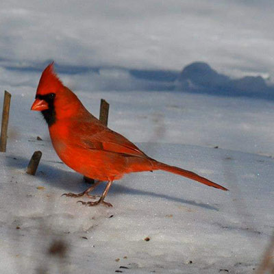 Northern Cardinal, Male