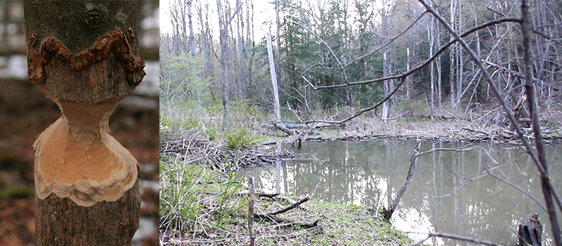beaver pond and tree chewed by beaver