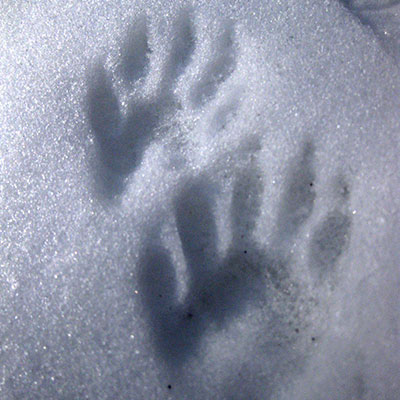 Raccoon tracks in snow, close up
