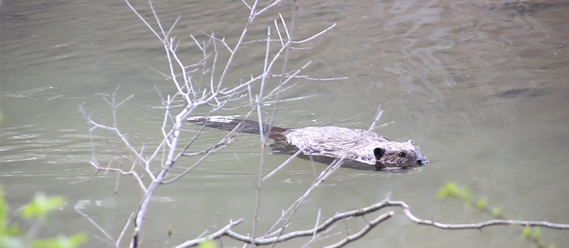 beaver swimming through the water