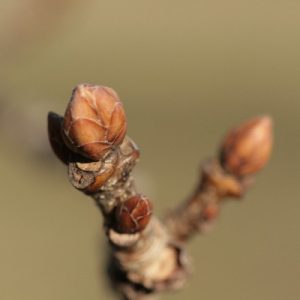 Macro view of a tree bud