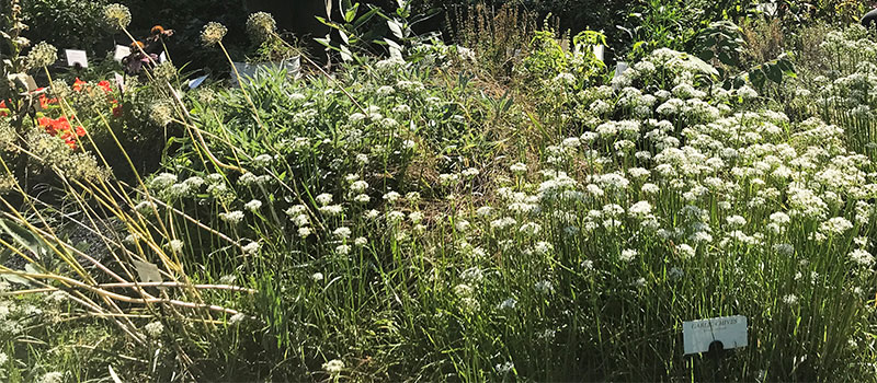 close-up-of-herb-garden