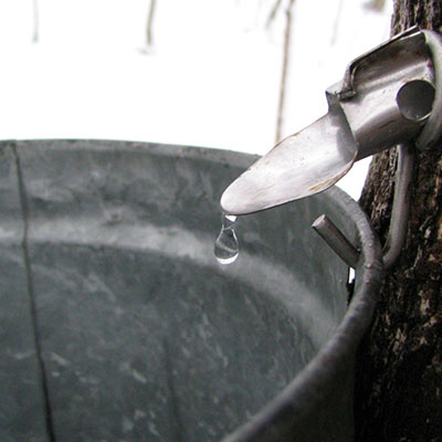 a drop of maple sap drips from end of spile into a bucket on tree