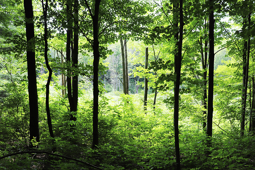 Mother's Day Garden Tour at Sycamore Hill Gardens – Welcome to Baltimore  Woods Nature Center