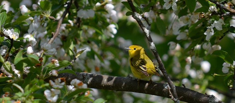 yellow warbler in a tree