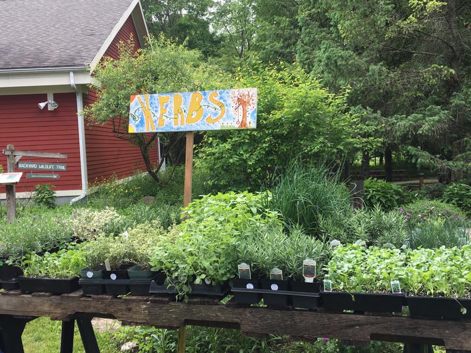 Herb garden display at plant sale