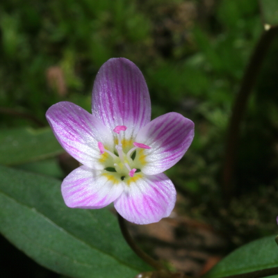 Spring beauty flower