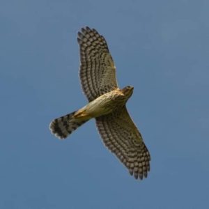 Coopers Hawk_AKS_400x400 Coopers Hawk Soaring
