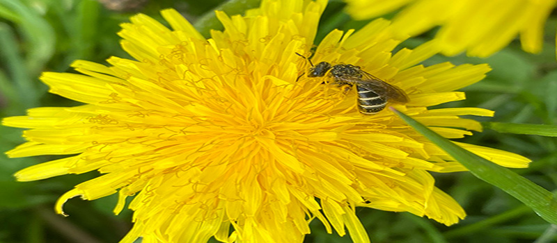 An image of a bee on top of a dandelion