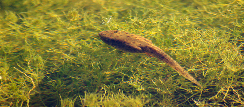An image of a tadpole in swimming in pond.