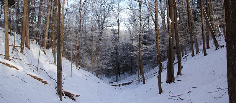 Bare trees on a snowy hillside in the woods.