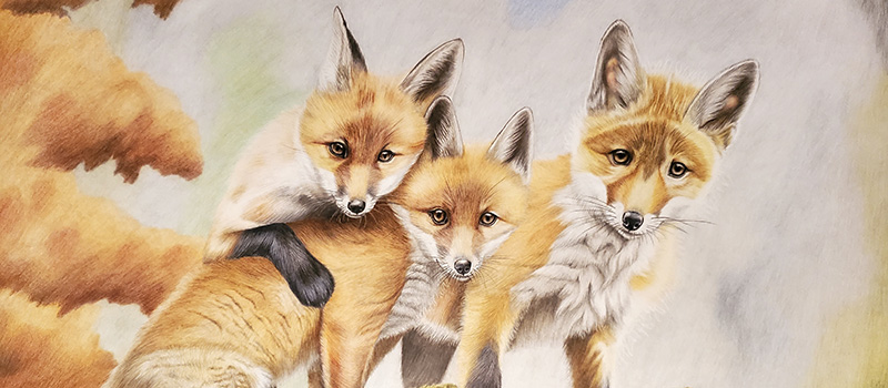 Red Fox artwork by Anna Stunkel
