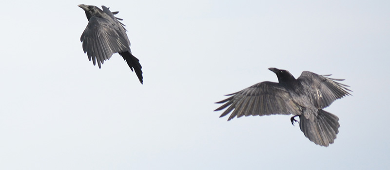 Two Common Ravens playing in flight.