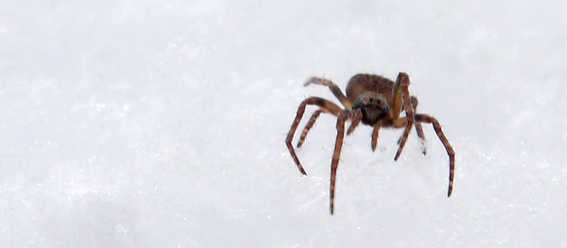 Snow spider atop a layer of snow.