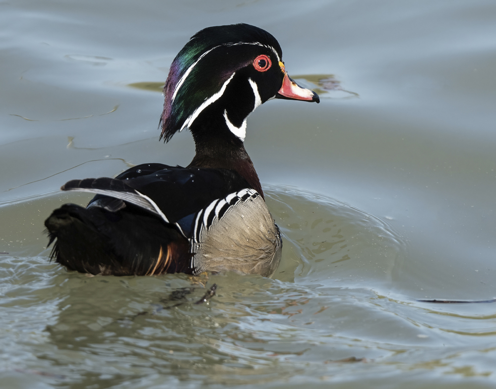 Wood Duck – Jeff Perkins