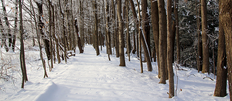 Snowy forest at Baltimore Woods