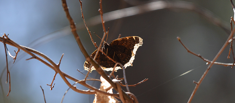 Close-up image of a Mourning Cloak
