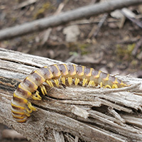 Centipede atop a log
