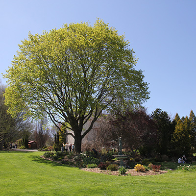 Sycamore Hill Gardens in the spring.