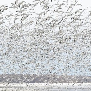 Snow Geese_Thousands in Flight_400x400