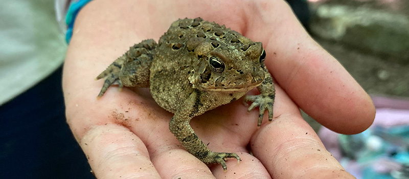 A hand holding an amphibian