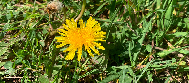 Yellow-orange dandelion in grass patch.
