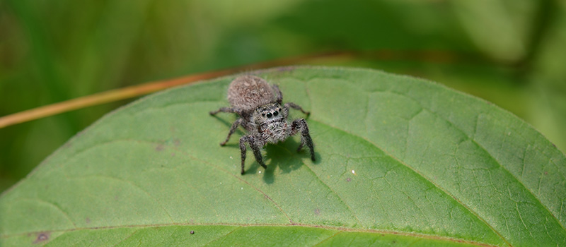 Jumping spider on a leaf.